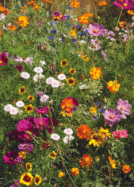 Congrats - Wildflower Mix Seeds